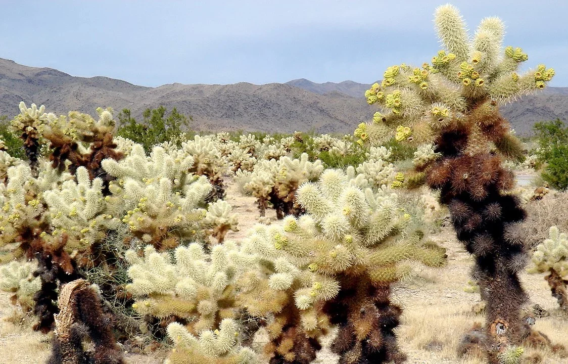 Diferentes formas, cores e mutações dos cactos - domínio público