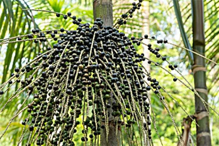 A juçara é rica em antioxidantes, fibras, vitaminas e minerais, sendo considerada uma fruta bastante nutritiva.