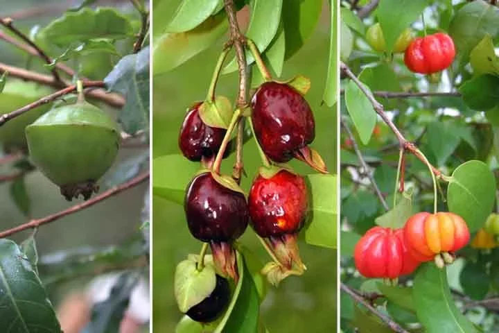 Elas tém seus sabores únicos, benefícios à saúde e importância para a preservação ambiental. Conheça algumas!