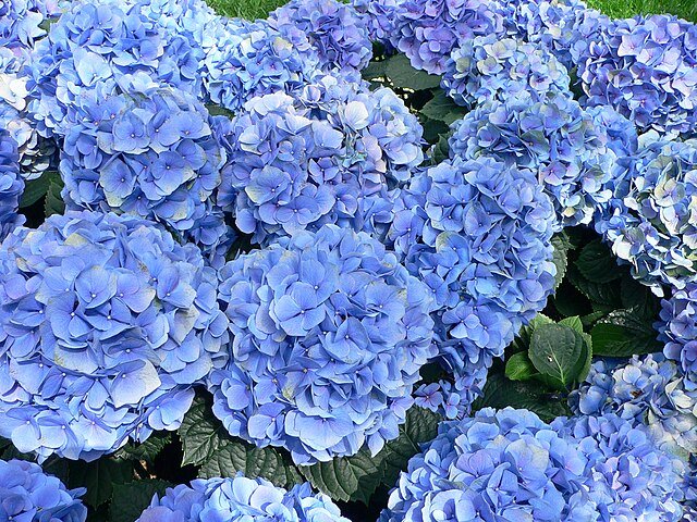 Hortênsia (Hydrangea macrophylla): Nativa do Japão e China, é amplamente cultivada em jardins. Suas flores contêm substâncias que podem liberar cianeto quando ingeridas, causando intoxicação.
