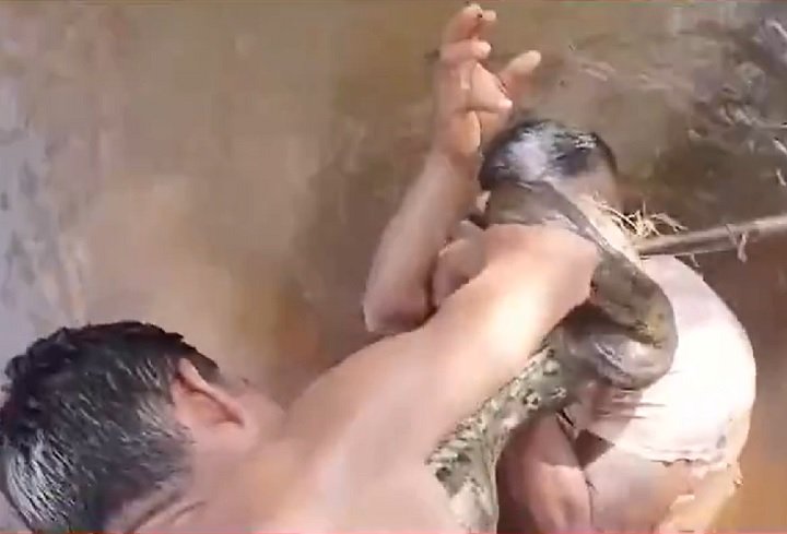As imagens mostram a serpente se enrolando no corpo da vítima, enquanto pessoas ao redor tentam intervir, puxando a sucuri pela cauda na esperança de libertar o homem.-reprodução redes sociais