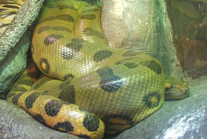 Seu padrão de coloração verde com manchas escuras nas costas as ajuda a se misturar ao ambiente.-wikimedia commons Stevenj