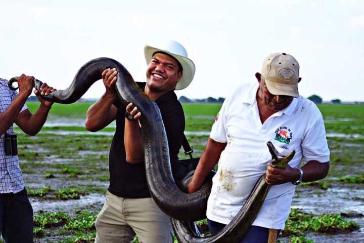 Na cultura popular, as sucuris têm sido retratadas em filmes e lendas como criaturas gigantescas e perigosas. Na realidade, elas são animais fundamentais para o equilíbrio ecológico dos ambientes em que vivem.-flickr - Fernando Flores