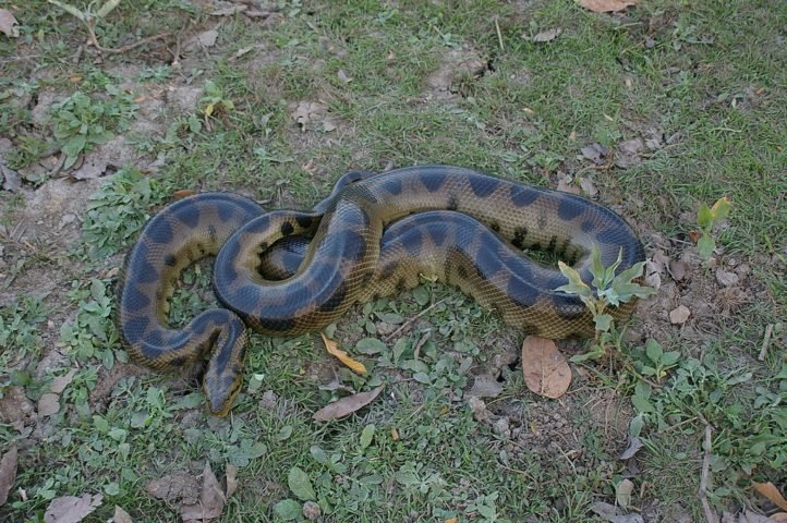 Existem quatro espécies de sucuris, sendo a mais famosa a sucuri-verde (Eunectes murinus), que pode atingir até 10 metros de comprimento — embora o tamanho médio seja de 4 a 5m — e pesar mais de 200 kg.-wikimedia commons Don Johnston