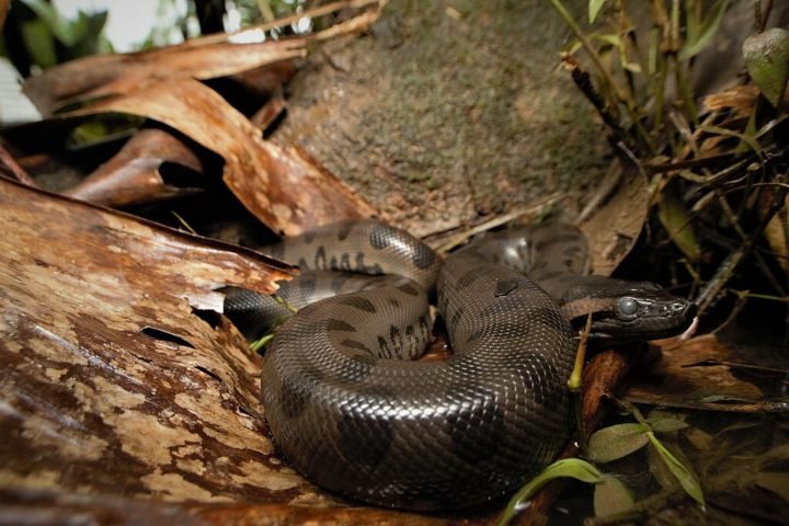 Em muitas culturas indígenas, por exemplo, a sucuri é vista como uma figura materna, protetora dos rios e da floresta. Ela representa a força da natureza e a importância da água para a vida.-wikimedia commons Lennart Hudel