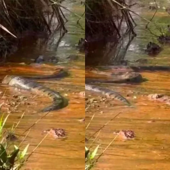 Ao portal g1, Luana contou que foi a primeira vez que ela e a maioria dos amigos haviam visto uma sucuri de perto. 