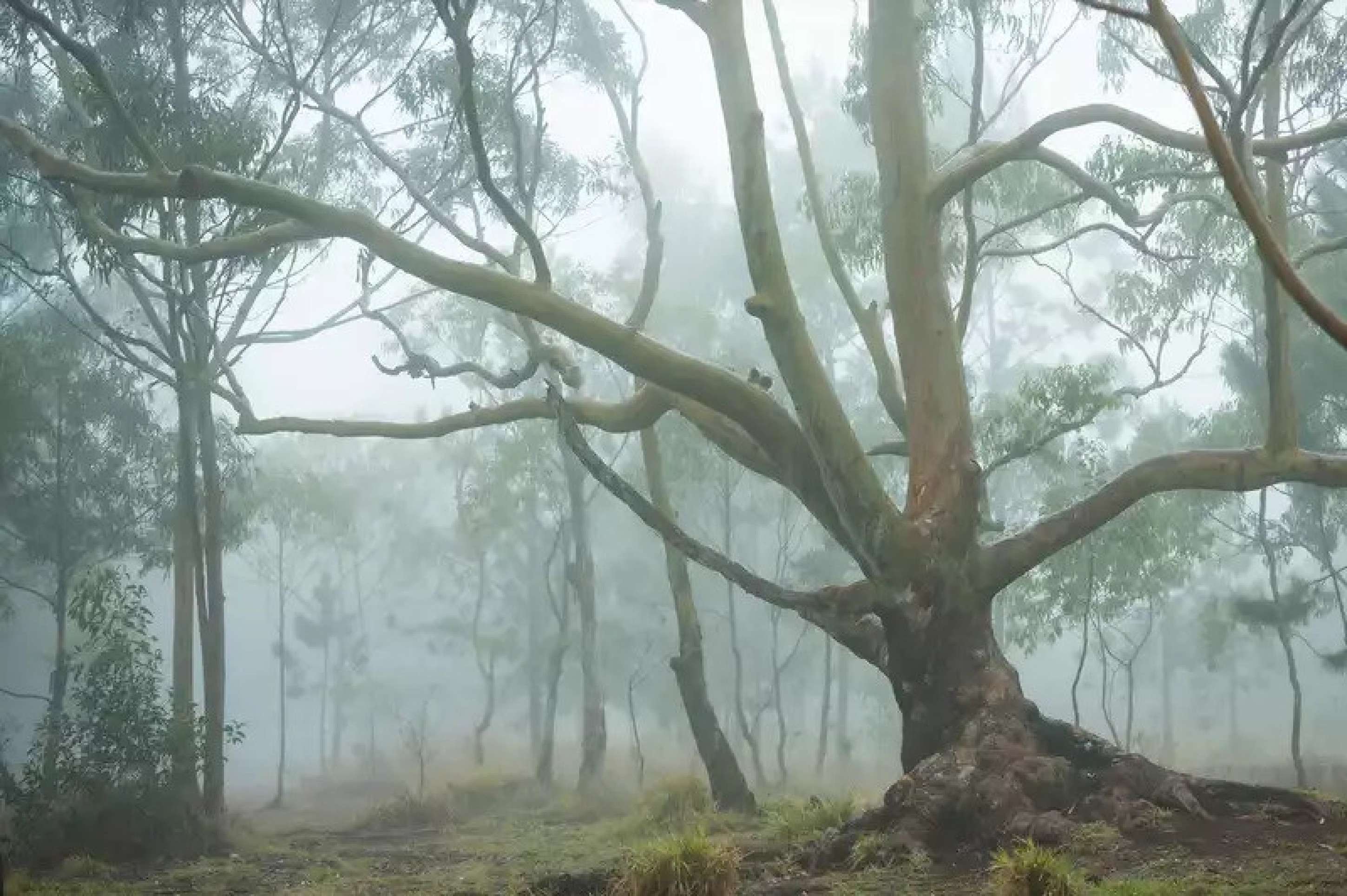 'Rain forest', fotografia de Daniel Mansur, mostra árvore sob a neblina