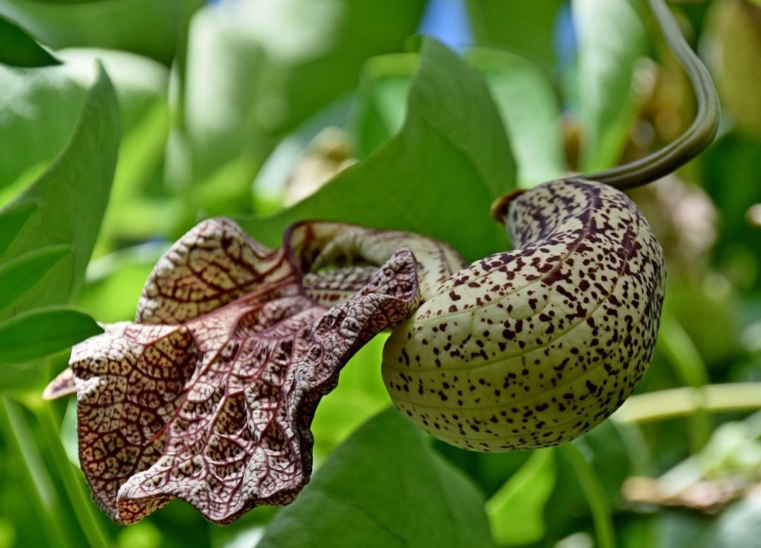 Abutua (Aristolochia cymbifera): Nativa da América do Sul, cresce em áreas tropicais. Contém aristoloquina, que pode causar danos renais severos e câncer.
