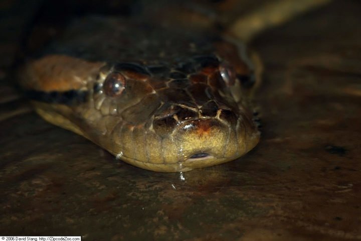 Também conhecida como anaconda, a sucuri é uma das serpentes mais imponentes e fascinantes do mundo.-wikimedia commons David J. Stang