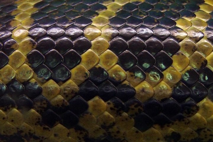 A perda de habitat e a caça ilegal são algumas das ameaças que essas serpentes enfrentam, especialmente devido à pele valiosa e à caça por medo ou para proteção de animais domésticos.-domínio público 