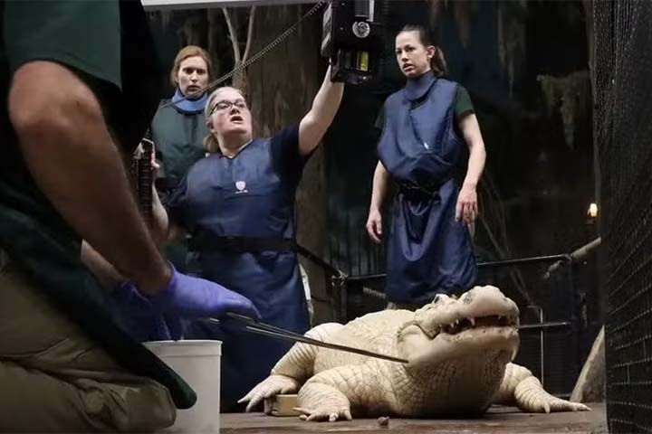 Durante um exame de rotina, os funcionários detectaram a presença dos objetos de metal no corpanzil do jacaré de 36 anos. 
