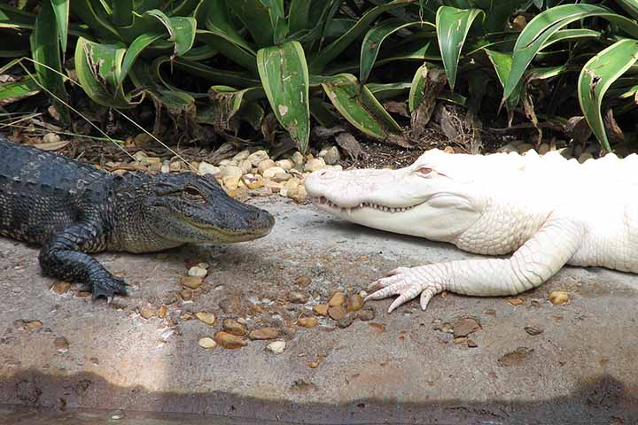 O Zoológico e Aquário de Omaha tem sob sua responsabilidade dez jacarés americanos. Eles estão entre os animais que atraem a curiosidade de visitantes nas excursões educativas programadas pe instituição. 
