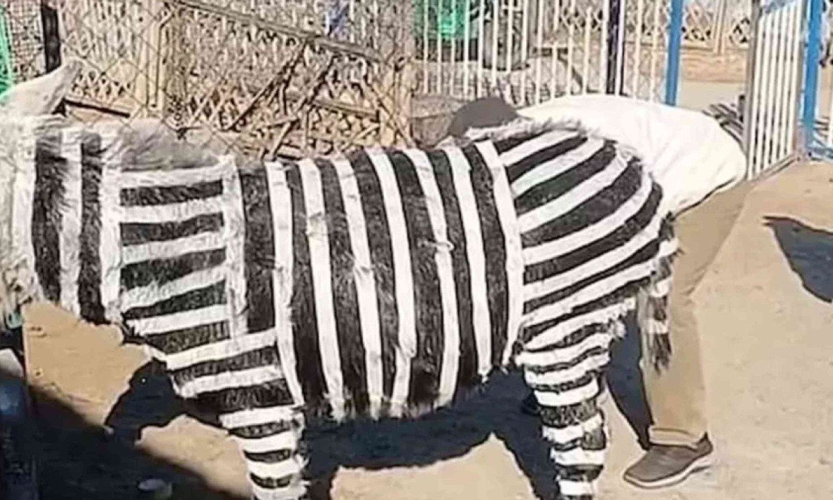Burro foi pintado nas cores branco e preto para ficar parecido com zebra, mas 'golpe' foi descoberto -  (crédito: Reprodução/redes sociais)