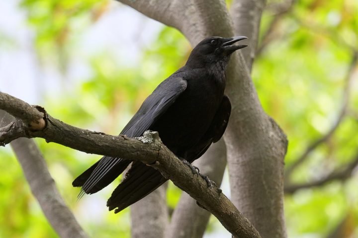 AlÃ©m disso, os corvos se comunicam por de uma variedade de vocalizaÃ§Ãµes, incluindo grasnidos, latidos e imitaÃ§Ãµes de sons, formando um complexo sistema de linguagem.