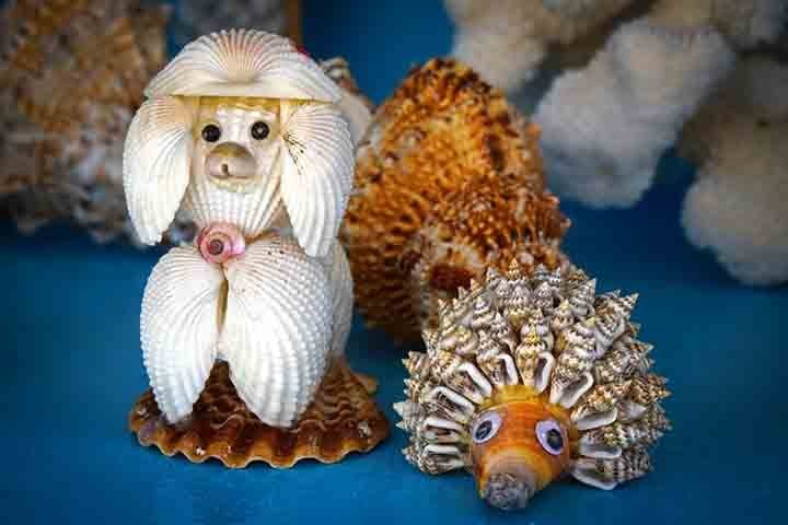 No Brasil, a Lei de Crimes Ambientais (Lei nº 9.605/1998) proíbe o comércio de corais e artesanato com corais (Art. 33), com pena de um a três anos de detenção. O Ministério do Meio Ambiente (MMA) também orienta que a coleta de conchas, pedras, estrelas do mar e ouriços seja evitada em todas as praias do país.
