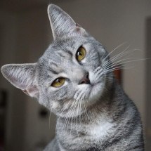 Dia do gato: veja dicas de como proteger seu pet nos dias quentes - sandrobolo de pixabay