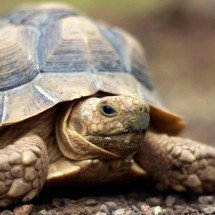 O que podemos aprender sobre solidão com os animais que vivem sozinhos