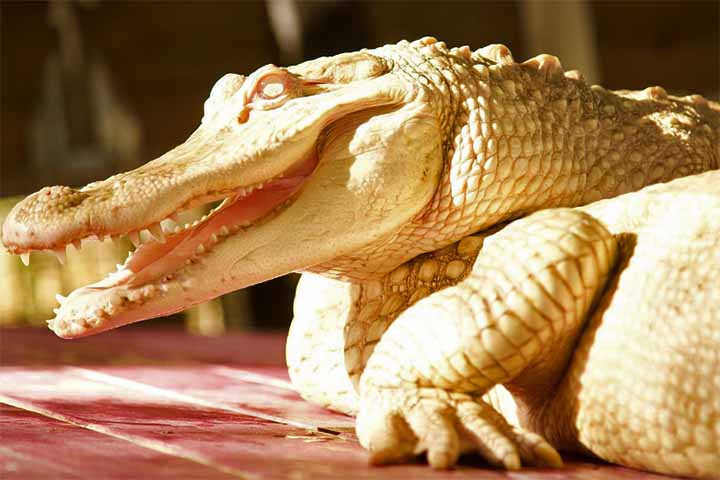 Esses jacarés só existem nos EUA e, além do zoo em Omaha, eles estão abrigados principalmente no Aubudon, em Nova Orleans; e em três parques da Flória (Wild Florida; Parque da Vida Selvagem de St Augustine; e Gatorland).