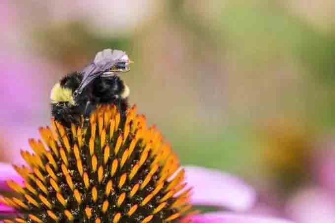 Engenheiros da Universidade de Washington anunciaram neste mÃªs a criaÃ§Ã£o de um sistema de sensores que utilizam o ciclo natural de vida das abelhas para monitorar informaÃ§Ãµes de temperatura, umidade e intensidade da luz..