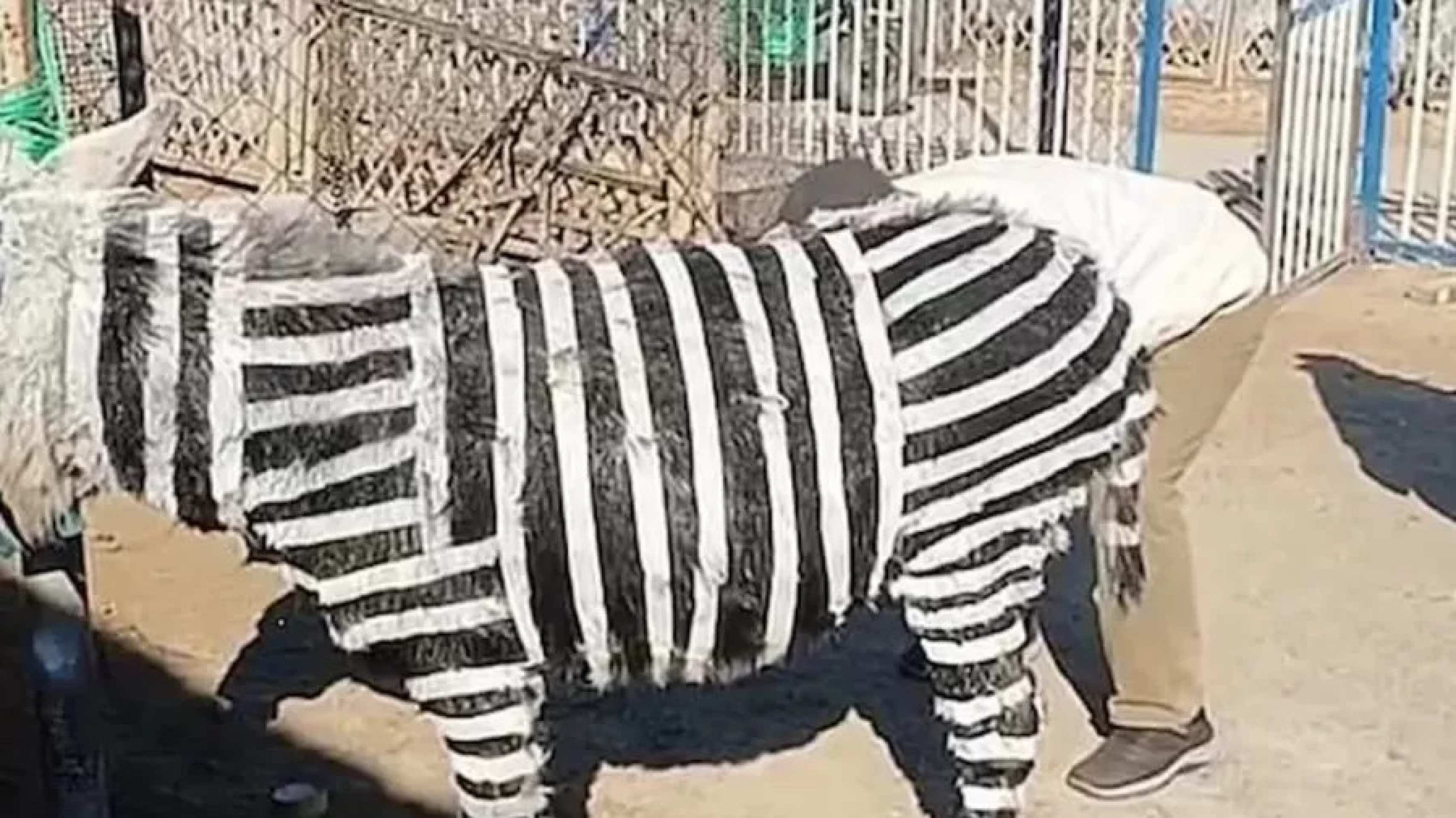 Zebra? Parque de diversões admite que pintou burro de preto e branco
