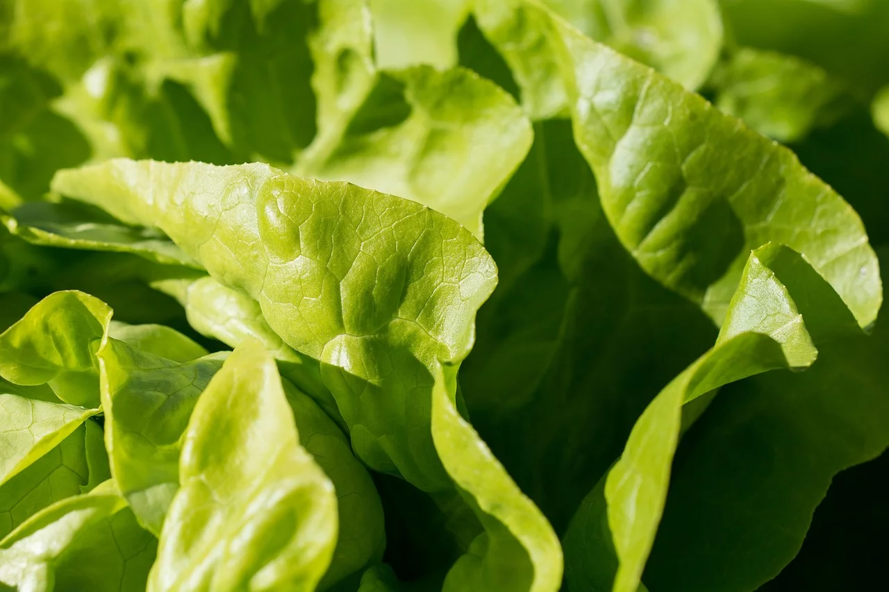 O consumo de alface proporciona sensação de saciedade devido às fibras e a água presente no alimento, o que o torna favorável para quem busca comer menos. É um alimento saudável, que pode dobrar de calorias se for atrelado a molhos cremosos e gordurosos nas saladas.