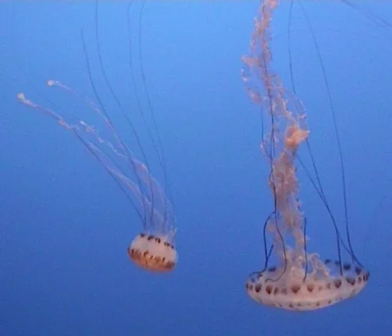 Existem mais de mil espécies de águas vivas pelos oceanos, em todo o planeta.No Brasil, as mais comuns são Olindias sambaquiensis, Physalia Physalis (caravela portuguesa - foto) e Chrysaora láctea
