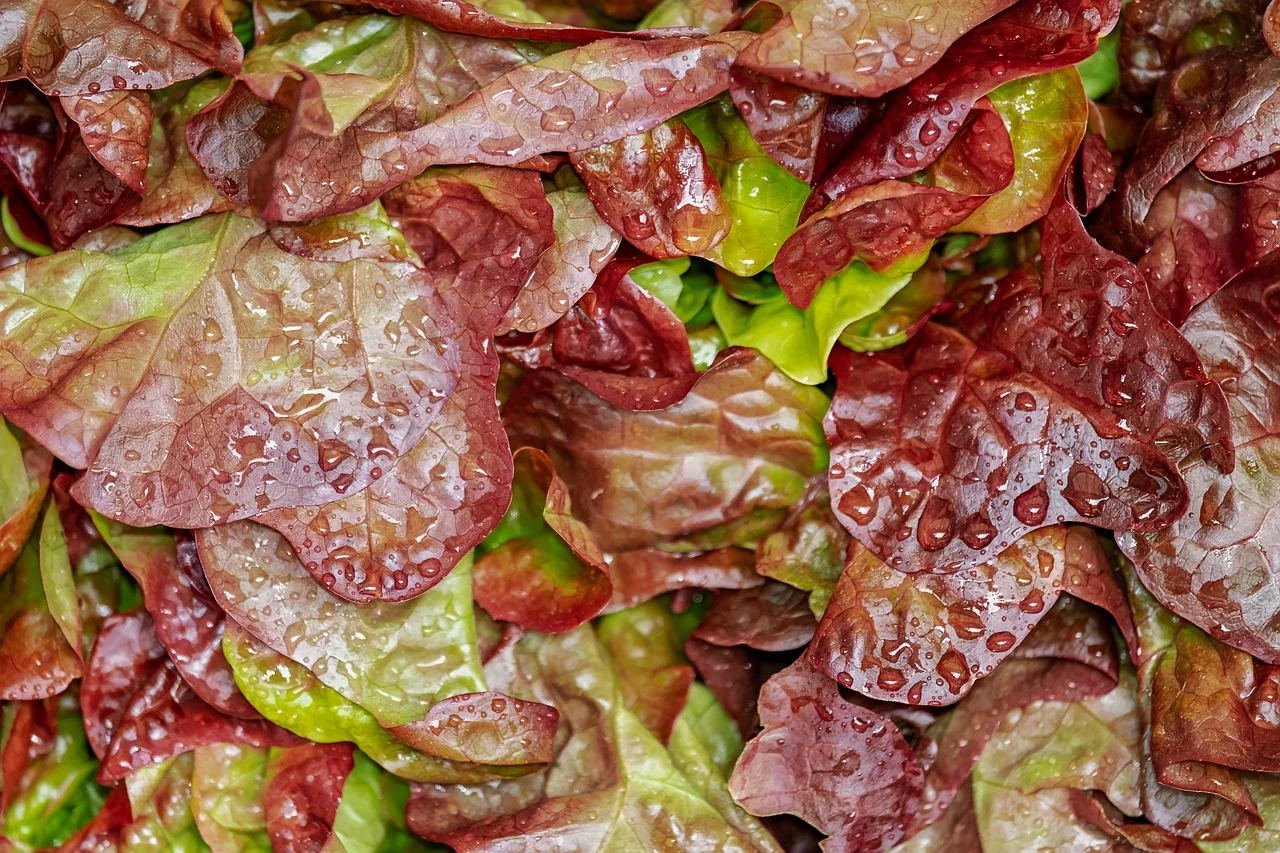 A hortaliça é lembrada por quem busca um alimento nutritivo e com baixas calorias. Para cada 100 g (cerca de 12 folhas), a alface possui entre 15 a 17 calorias, variando de acordo com o tipo. Ela também contém vitamina A e C, além de sais minerais, como cálcio, ferro, fósforo e fibras.