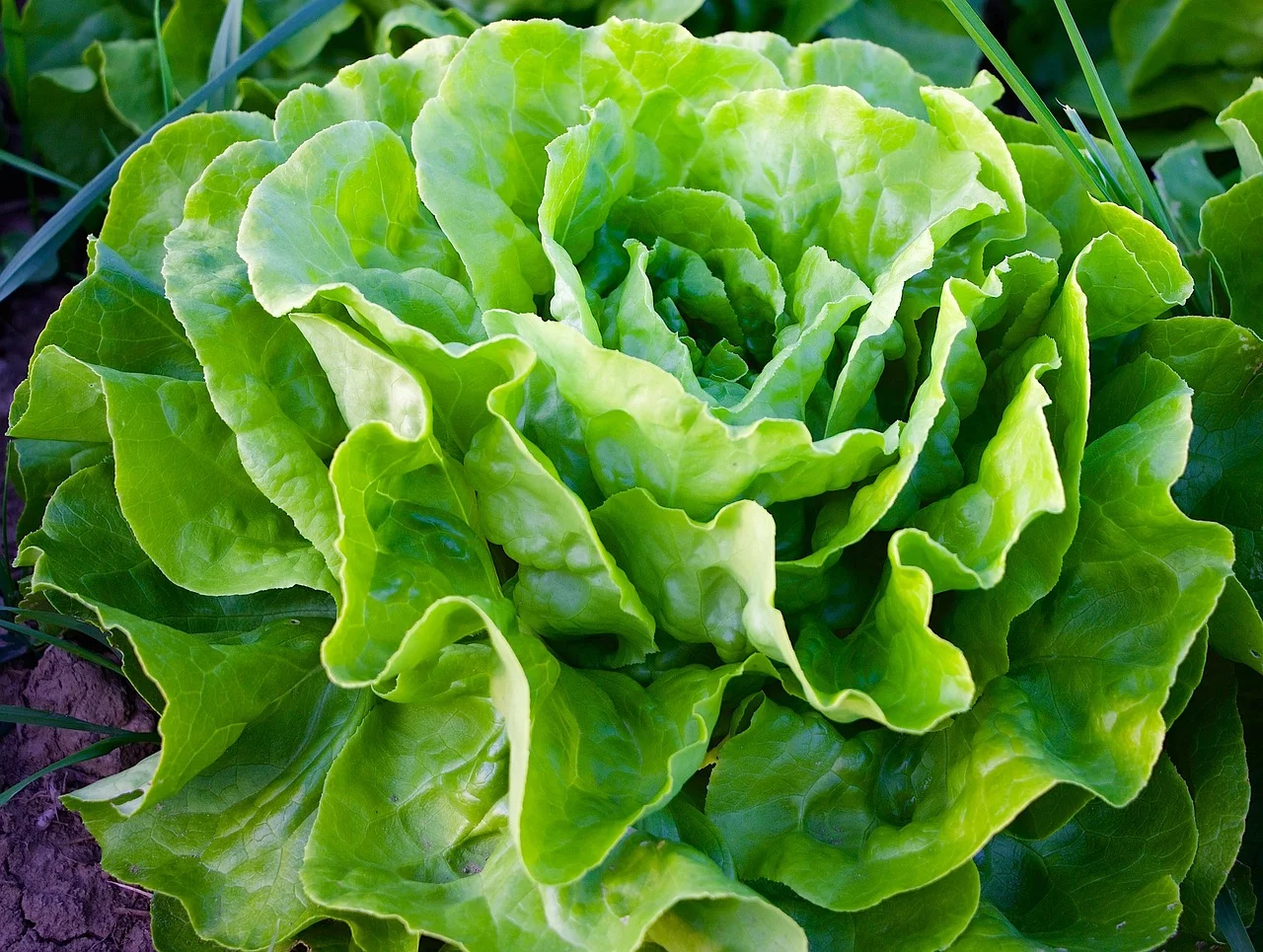 A hortaliça também possui vitamina A, luteína e zeaxantina, que podem trazer benefícios para a saúde ocular. Essas substâncias são carotenoides, que atuam na redução de doenças oftalmológicas como a catarata e a degeneração macular, ambos problemas de saúde que são relacionados à idade e que podem levar à cegueira.