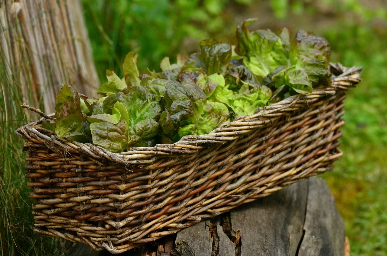 AlÃ©m de crua em saladas, a alface pode ser refogada e fazer parte de algumas receitas. A hortaliÃ§a, portanto pode ser ingredientes de sopas, sucos, tortas e patÃªs.