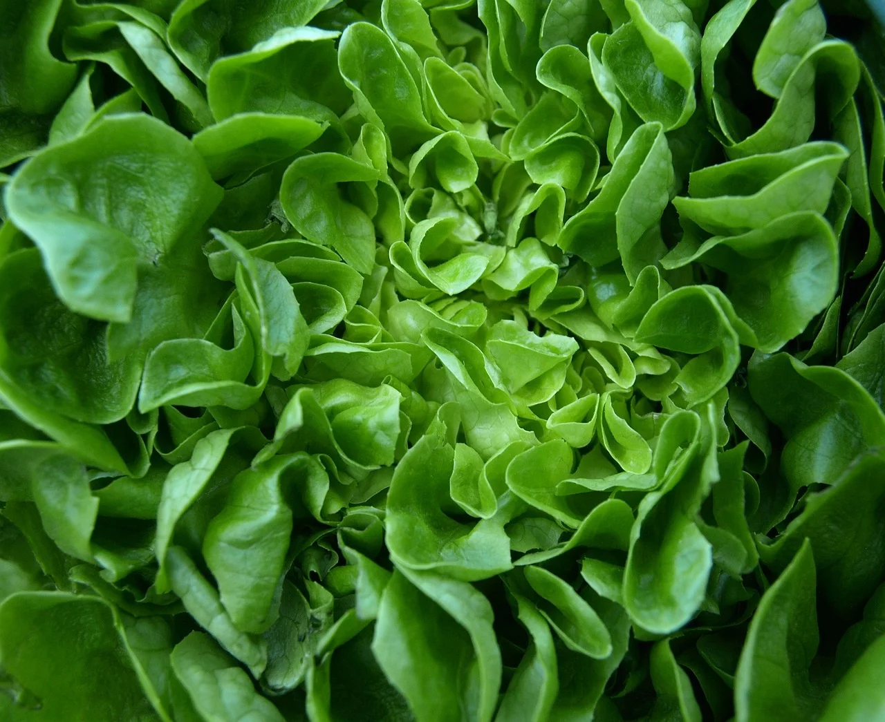 A alface costuma ser consumida crua, em saladas ou complementos de lanches. Ela deve estar bem higienizada, sem a presença de insetos ou fungos. É importante lavar as folhas em água corrente e filtrada. 