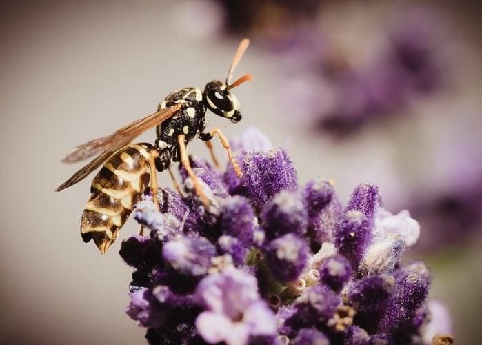 Vespa Yellowjacket: Assim como a parente anterior, a vespa “jaqueta amarela” tem a capacidade de picar sua presa múltiplas vezes sem perder a vida, além de possuir mandíbulas poderosas que imobilizam suas vítimas.