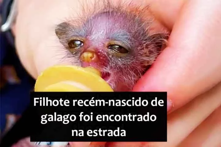 Filhote minúsculo de galago chama atenção na África -  - Reprodução de Rede Social
