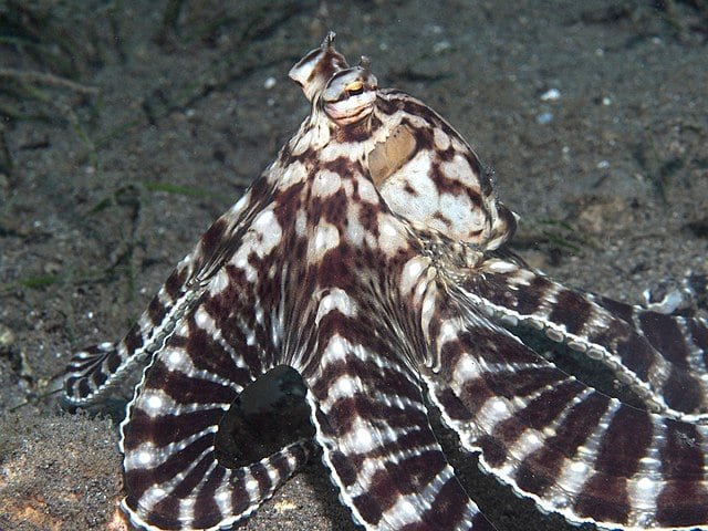 Polvo Mímico: Essa é uma espécie de polvo que vive no pacífico e é capaz imitar outras espécies de animais. Ele consegue assumir a forma de peixes-leões, cobras, arraias e enguias.