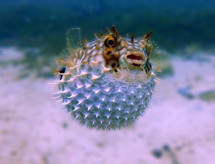 Baiacu Espinho (ou peixe-ouriço): Ao contrário de outros baiacus, essa espécie possui espinhos por todo o corpo. Ao absorver água ou ar, o Baiacu Espinho consegue se inflar para assustar predadores. Ele pode atingir até três vezes o seu tamanho natural!