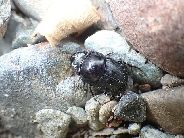 Onthophagus taurus: Considerado o inseto mais forte do mundo, essa espécie de besouro é capaz de carregar 1.141 vezes o seu próprio peso, o que equivale a um ser humano de 70 kg conseguir levantar 80 toneladas!