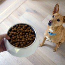 Hill's lança a Sensitive Stomach &amp; Skin, da Specialty, com proteína sustentável - DINO