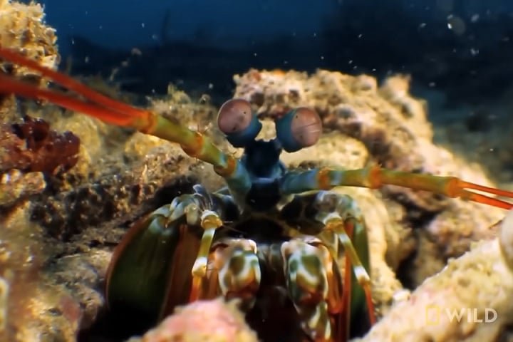 Pesquisadores sugerem que a estrutura da 