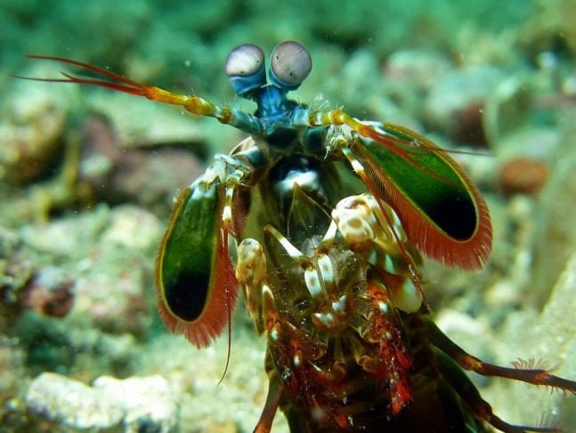 Isso permite que ela enxergue uma ampla gama de cores, incluindo ultravioleta e polarizada, além de detectar movimentos com extrema precisão. 
