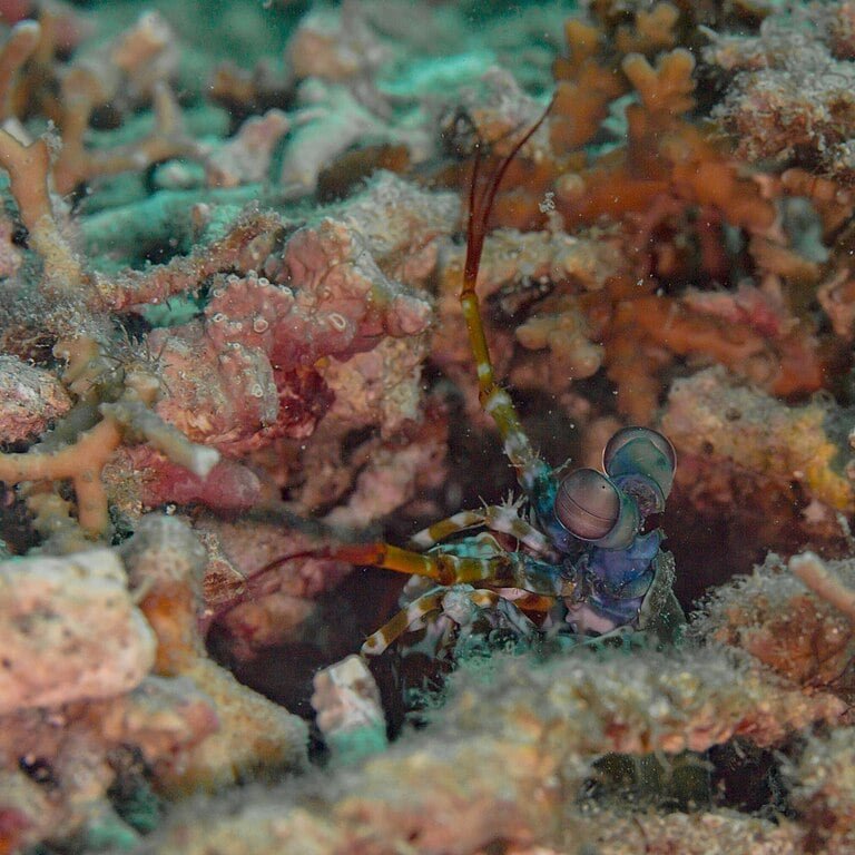 Um estudo recente, publicado na revista Science, detalhou que esses crustáceos são capazes de capturar presas, esmagar conchas, machucar humanos e até quebrar vidros de aquários!