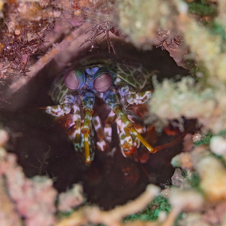 “Para executar repetidamente esses ataques de alto impacto, a 