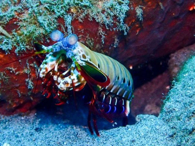 A lagosta-boxeadora usa suas cores vibrantes, que variam entre tons de verde, azul, laranja e vermelho, tanto para se camuflar quanto para intimidar rivais ou predadores.