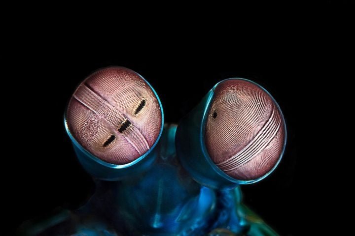 Outra característica impressionante da lagosta-boxeadora é sua visão. Ela possui um dos sistemas visuais mais complexos do mundo animal, com olhos que contêm até 16 tipos de fotorreceptores (enquanto os humanos têm apenas três). 