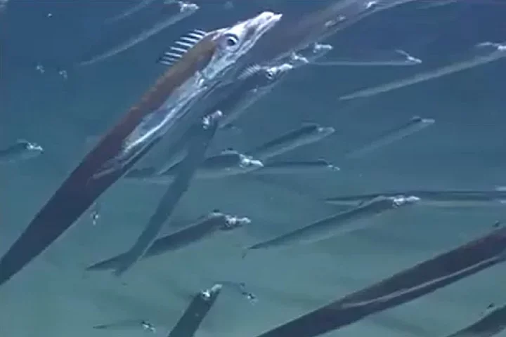 Também conhecido como espadarte, o peixe-espada é uma espécie de peixe ósseo marinho conhecida por sua aparência característica e habilidades de natação.