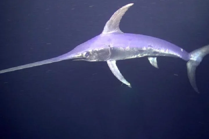 Os peixes-espada são encontrados em águas temperadas e tropicais ao redor do mundo, incluindo o Oceano Atlântico, Pacífico, Índico e o Mar Mediterrâneo.