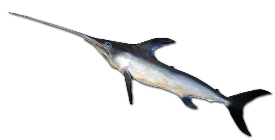 Além da nadadeira dorsal proeminente, o peixe-espada possui um corpo esguio e comprido, que o auxilia na natação rápida — podem ultrapassar 80 km/h!