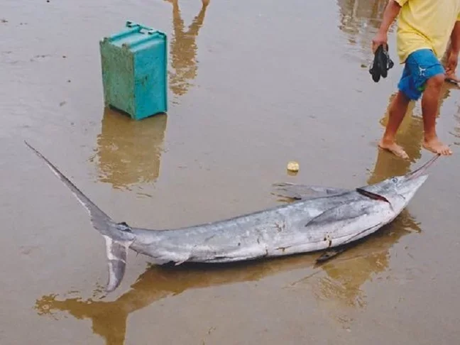 Essa velocidade é facilitada por sua forma corporal hidrodinâmica, musculatura potente e a ausência de escamas na maior parte do corpo em espécimes adultos.