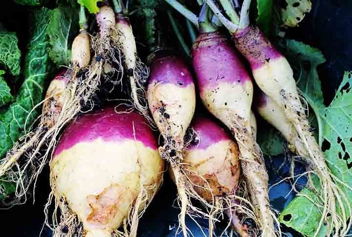 A rutabaga, por sua vez, apresenta antioxidantes, que combatem os radicais livres, responsáveis pela morte celular. Algo  que impede o envelhecimento precoce e uma série de doenças degenerativas.