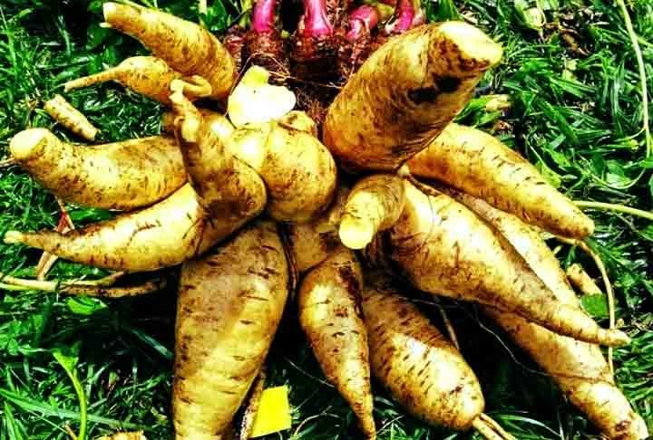 Arracacha, também conhecida como mandioquinha-salsa, é uma raiz comestível originária dos Andes, muito utilizada na culinária de países como Colômbia, Equador e Peru. Possui um sabor suave e levemente adocicado, sendo uma excelente fonte de carboidratos, fibras e minerais.