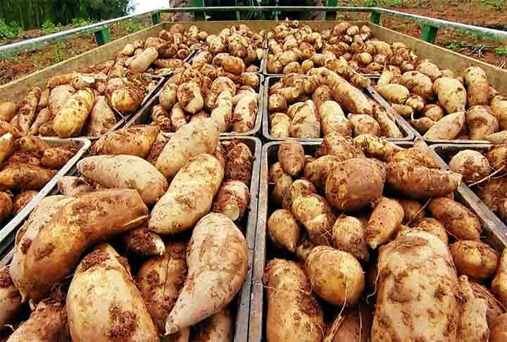 A batata yacon é um tubérculo considerado atualmente como um alimento funcional, por ser rico em fibras solúveis, principalmente inulina e frutooligossacarídeos, que proporcionam um efeito probiótico