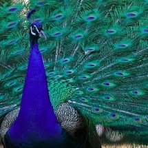 Exuberância e prosperidade: veja as características e simbologia do pavão - Quadell wikimedia commons